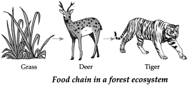 Maharashtra Board Solutions for Class 9- Science: Chapter 7- Energy Flow in an Ecosystem