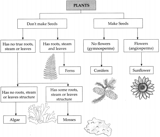 Maharashtra Board Solutions for Class 9- Science: Chapter 6- Classification of Plants