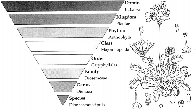 Maharashtra Board Solutions for Class 9- Science: Chapter 6- Classification of Plants