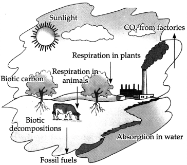 Maharashtra Board Solutions for Class 9- Science: Chapter 7- Energy Flow in an Ecosystem