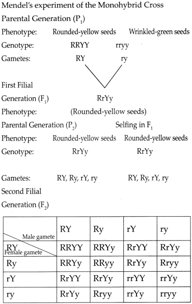 Maharashtra Board Class 9 Science Solutions Chapter 16 Heredity and Variation 4