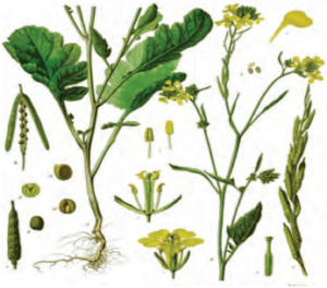 Maharashtra Board Class 9 Science Solutions Chapter 6 Classification of Plants 8