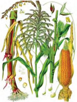Maharashtra Board Class 9 Science Solutions Chapter 6 Classification of Plants 9
