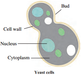 Maharashtra Board Class 9 Science Solutions Chapter 8 Useful and Harmful Microbes 3