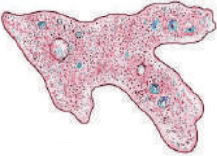 Maharashtra Board Solutions Class 8-Science: Chapter 1- Living World and Classification of Microbes