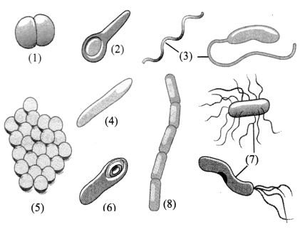 Maharashtra Board Solutions Class 8-Science: Chapter 1- Living World and Classification of Microbes