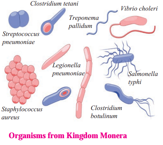 Maharashtra Board Solutions Class 8-Science: Chapter 1- Living World and Classification of Microbes