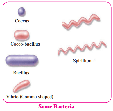 Maharashtra Board Solutions Class 8-Science: Chapter 1- Living World and Classification of Microbes