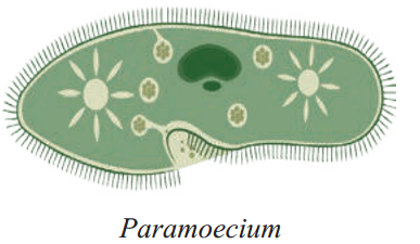 Maharashtra Board Solutions Class 8-Science: Chapter 1- Living World and Classification of Microbes