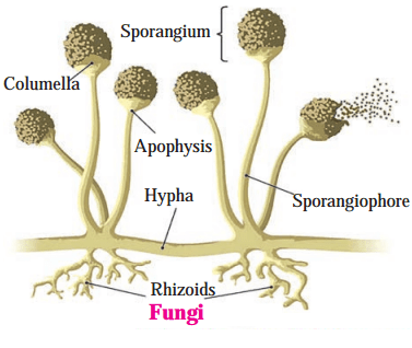 Maharashtra Board Solutions Class 8-Science: Chapter 1- Living World and Classification of Microbes