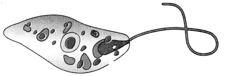 Maharashtra Board Solutions Class 8-Science: Chapter 1- Living World and Classification of Microbes