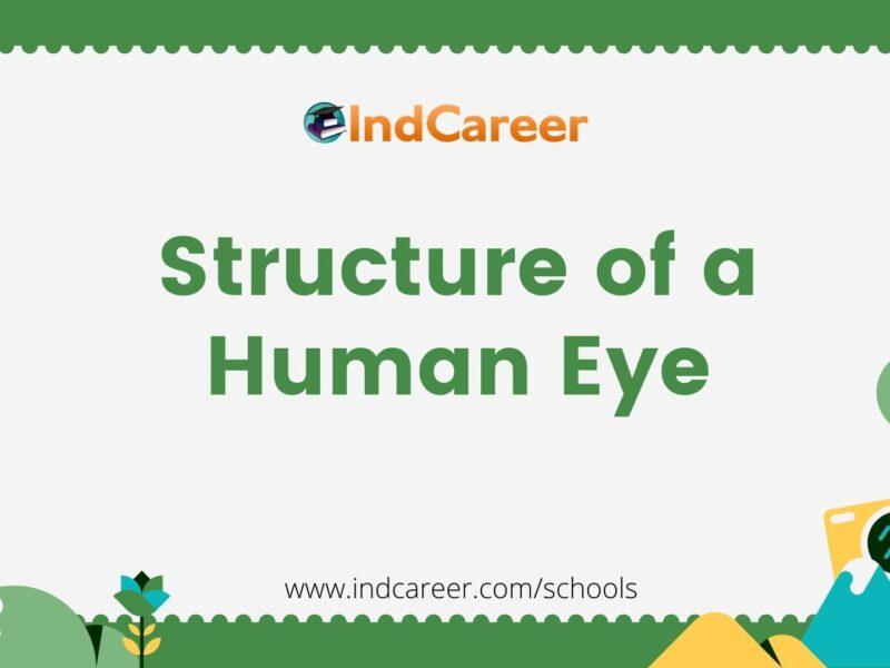 Structure of a Human Eye