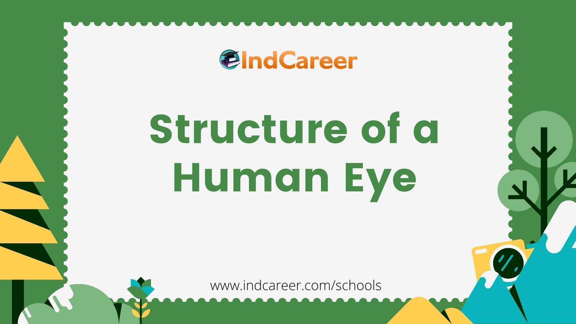 Structure of a Human Eye