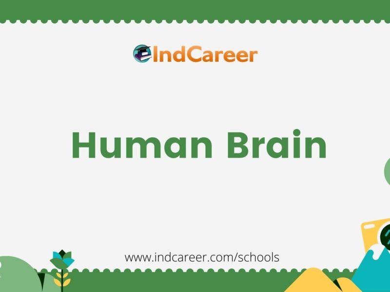 Human Brain
