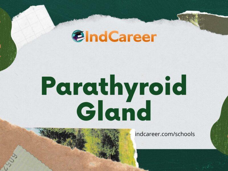 Parathyroid gland