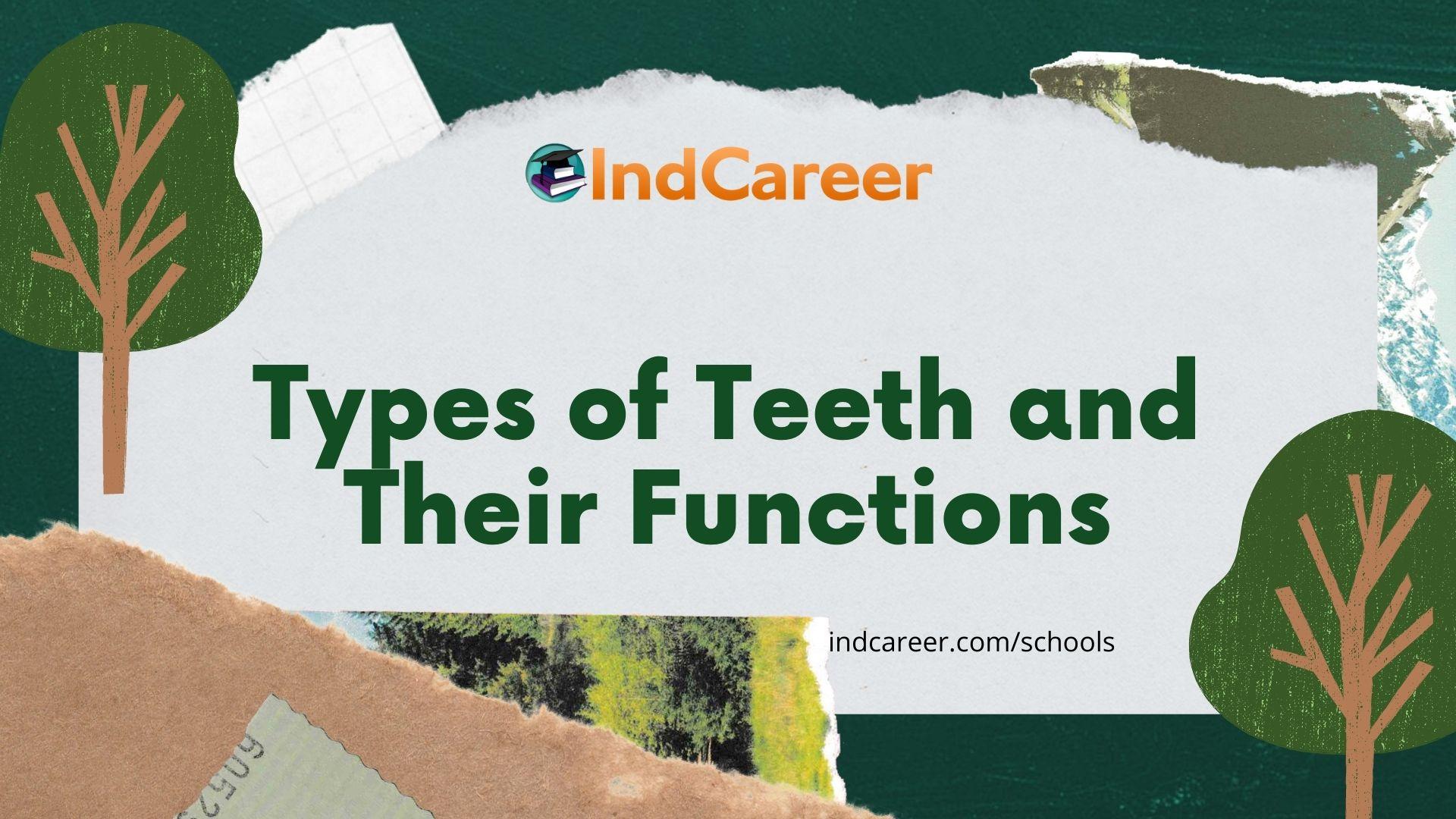 Types of Teeth and Their Functions