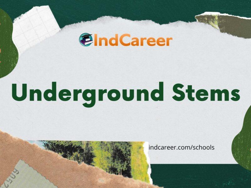Underground Stems