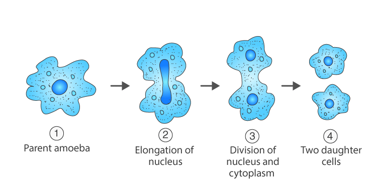 Lakhmir Singh Solutions Class 10 Biology Chapter 3-3