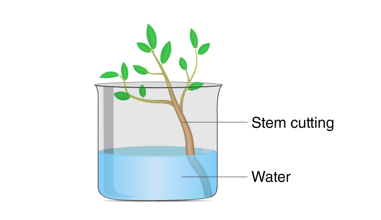 Lakhmir Singh Solutions Class 10 Biology Chapter 3-7