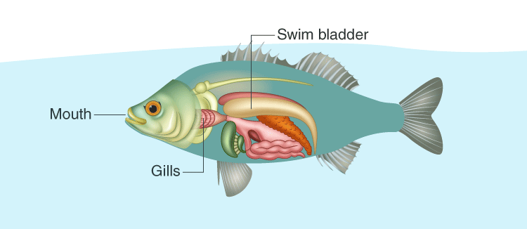 Lakhmir Singh Solutions Class 10 Biology Chapter 1