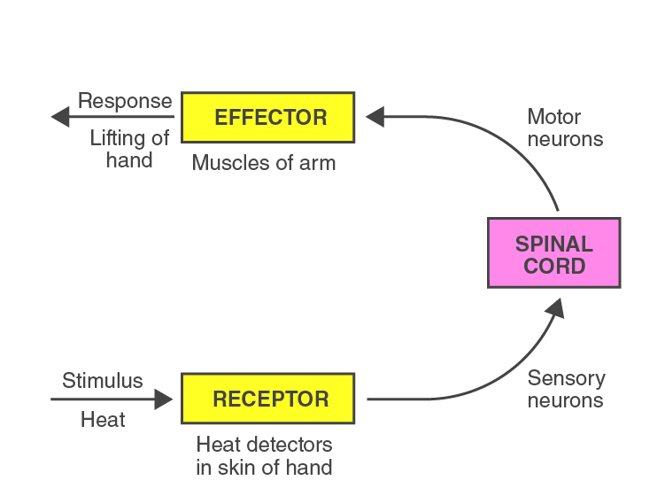 Lakhmir Singh Solutions Class 10 Biology Chapter 2