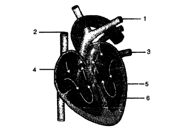 Selina Concise Biology Class 6 ICSE Solutions - The Circulatory System 2