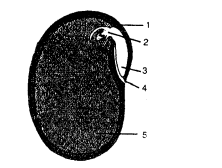 Selina Concise Biology Class 6 ICSE Solutions - The Flower 1