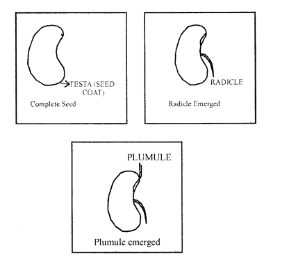 Selina Concise Biology Class 6 ICSE Solutions - The Flower 4
