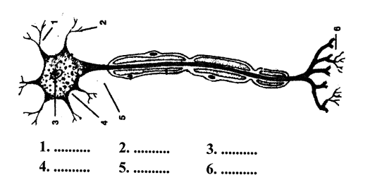 Selina Concise Biology Class 7 ICSE Solutions - Nervous System 1