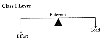 Selina Concise Physics Class 6 ICSE Solutions Chapter 4 Simple Machines 11