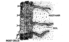 Chapter 1- Transportation in Plants Chapter 1- Transportation in Plants-2