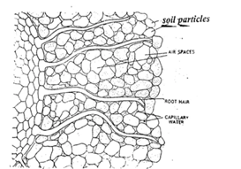Chapter 1- Transportation in Plants Chapter 1- Transportation in Plants-4