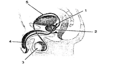 Chapter 3- Reproduction in Humans Chapter 3- Reproduction in Humans-2