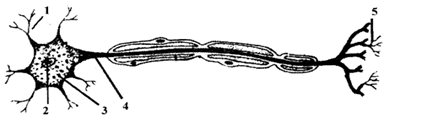 Chapter 7 - The Nervous System Chapter 7 - The Nervous System-1