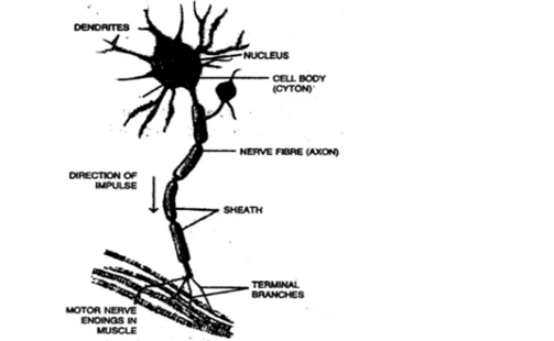 Chapter 7 - The Nervous System Chapter 7 - The Nervous System-2