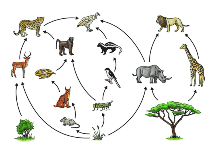 Lakhmir Singh Solutions Class 10 Biology Chapter 5 Lakhmir Singh Solutions Class 10 Biology Chapter 5 - 1