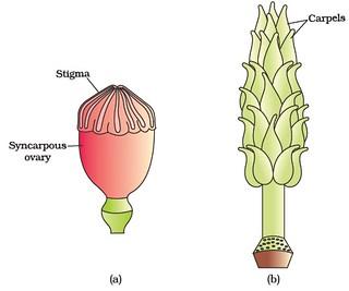 Sexual Reproduction in Flowering Plants