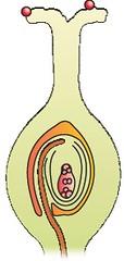 Sexual Reproduction in Flowering Plants