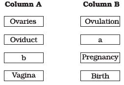 Human Reproduction