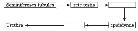 Human Reproduction