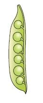 Class 12 Important Questions for Biology - Reproduction in Organisms