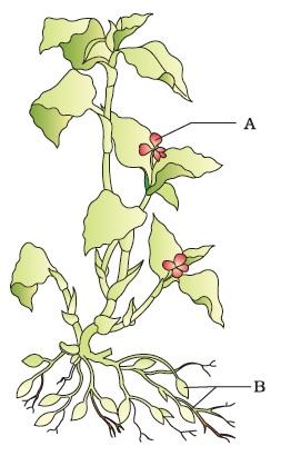 Class 12 Important Questions for Biology - Reproduction in Organisms