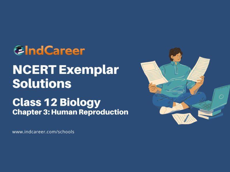 NCERT Exemplar Class 12 Biology Chapter 3: Human Reproduction