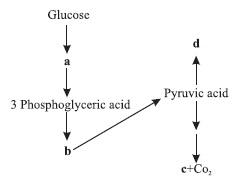 Respiration in Plants