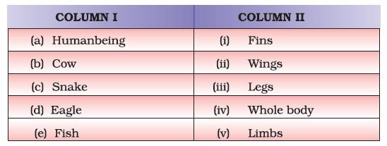 Class 6 Important Questions for Science – Body Movement
