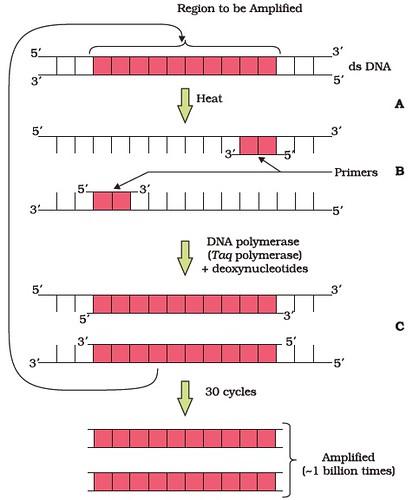Biotechnology Principles and Processes