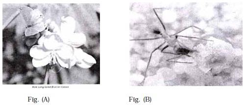 Organisms and Populations