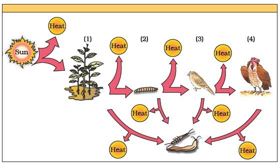 Respiration in Plants