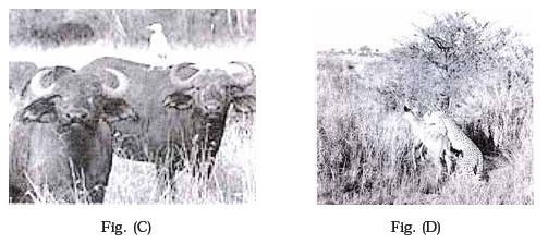Organisms and Populations