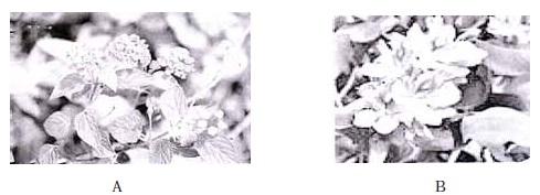 Biodiversity and Conservation